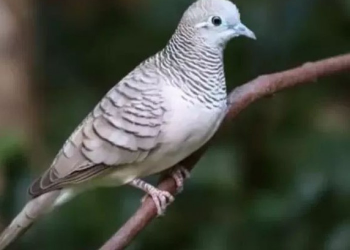 Cara Memilih Burung Perkutut Ombyokan yang Sehat dan Aktif