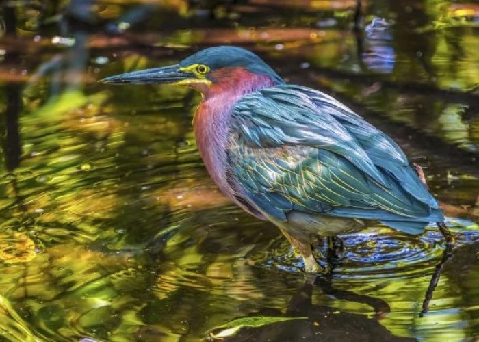 5 Fakta Unik Burung Bangau Hijau, Burung Bangau yang Mudah Beradaptasi 