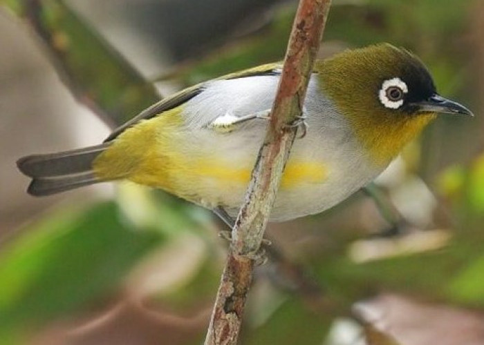 5 Jenis Burung Pleci Serta Macam – Macam Makanannya 