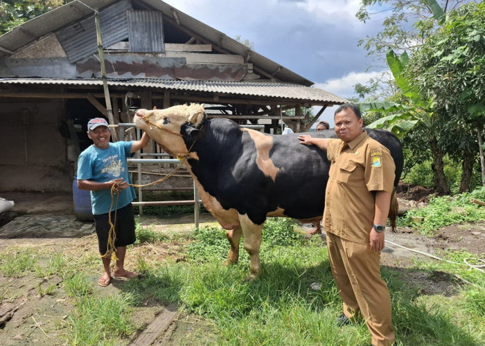 Sapi Milik Warga Cirebon Dibeli Presiden Prabowo untuk Kurban Idul Adha