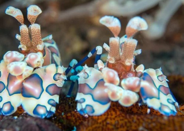 5 Jenis Udang Pembersih Aquarium Laut, Sangat Berguna Sebagai Pembersih 