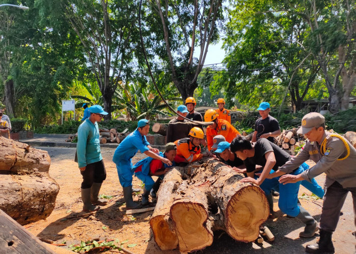 Pohon Setinggi 25 Meter Tumbang, Jalan Cipto Sempat Lumpuh dari Kedua Arah