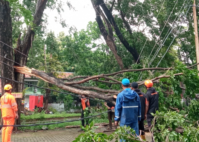 Delapan Pohon Besar Tumbang di Kota Cirebon, 2 Pohon Timpa 3 Orang