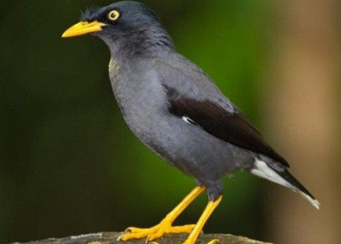 5 Cara Tips Merawat Burung Agar Gacor dan Sehat, Ternyata Sangat Mudah dan Menyenangkan 