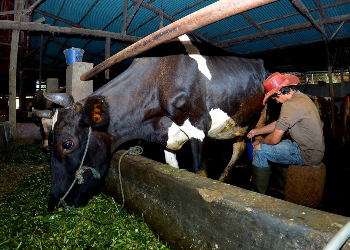 Pembiayaan dan Transaksi dari BRI, Klaster Susu di Ponorogo Berhasil Tingkatkan Kapasitas Produksi