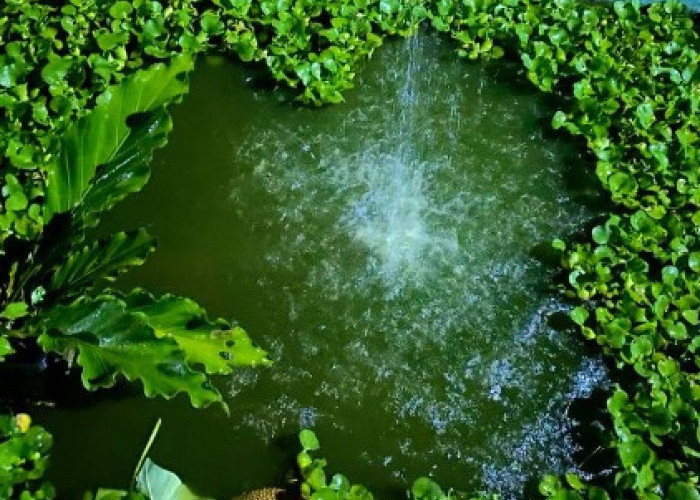 5 Tanaman Pembersih Kolam Ikan yang Membuat Kolam Ikan Kamu Semakin Jernih dan Bersih 