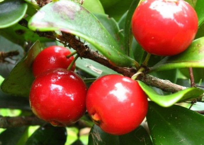 Menguntungkan?, 5 Tanaman Penghasil Buah yang Bisa Dimakan, Wajib Punya Untuk Ditanam 