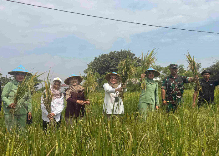 Panen, Gabah Petani di Larangan Langsung Diserap Bulog, Wawali Beri Apresiasi