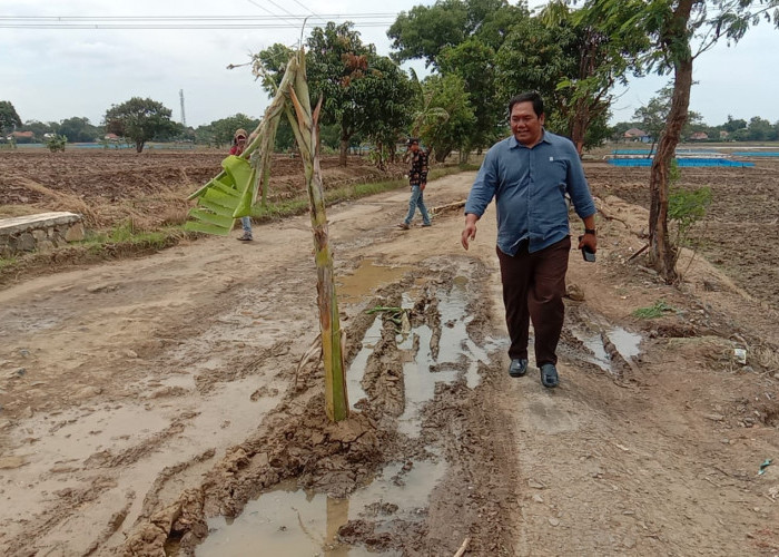 Warga Protes, Sulap Jalan Jadi Kebun Pisang dan Pemakaman