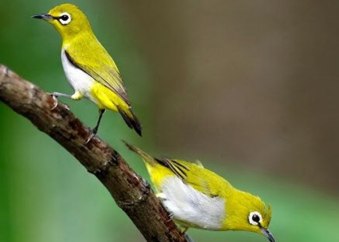 5 Burung Kicau Murah Namun Memiliki Suara yang Merdu 