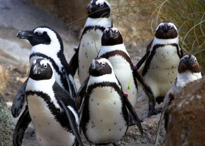 5 Fakta Unik Penguin Afrika, Penguin yang Tinggal di Daerah Tropis 