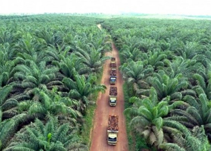 Apa Saja Hasil Produksi Perkebunan Nusantara IV? Cek Daftar Komoditasnya
