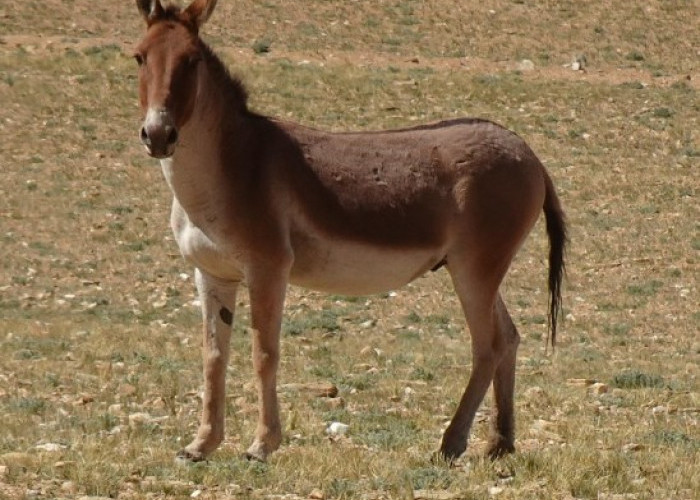 5 Fakta Menarik Keledai Kiang, Jenis Keledai Liar yang Sangat Anggun 