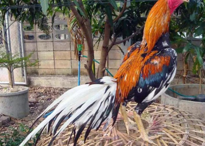 Cara Memilih Ayam Bangkok yang Bagus dan Memiliki Nilai Ekonomi Tinggi 
