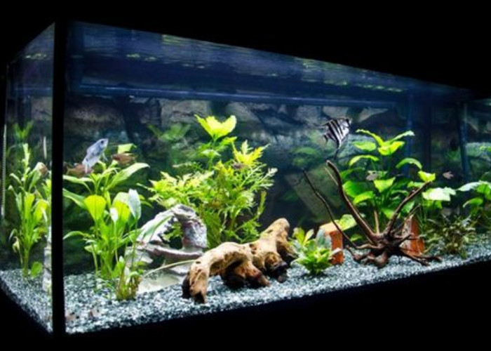 Menyegarkan Akuarium, Berikut 6 Tanaman Air Terbaik untuk Keindahan dan Kesehatan Ikan