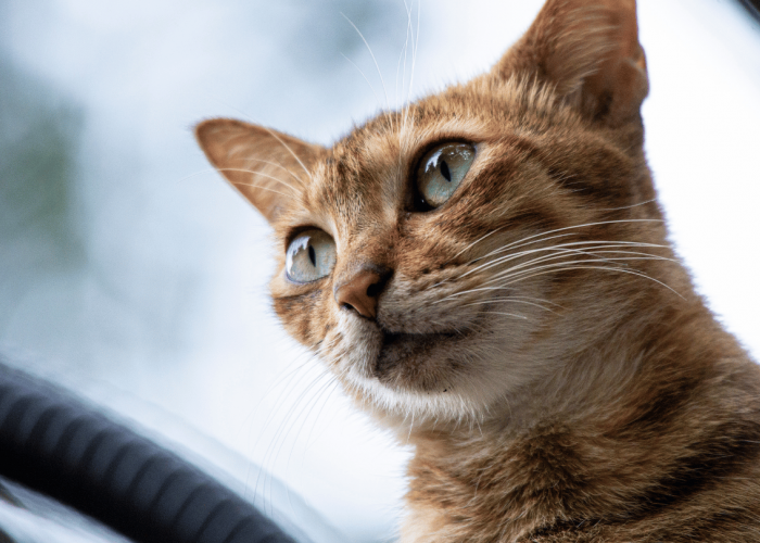 Penyebab Kucing Flu dan Batuk di Musim Hujan: Kekurangan Sinar Matahari hingga Tertular Virus! 