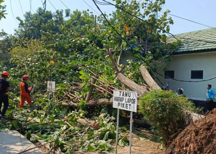 Cirebon Disergap Angin Kencang, BPBD Minta Warga Waspadai Pohon Tumbang