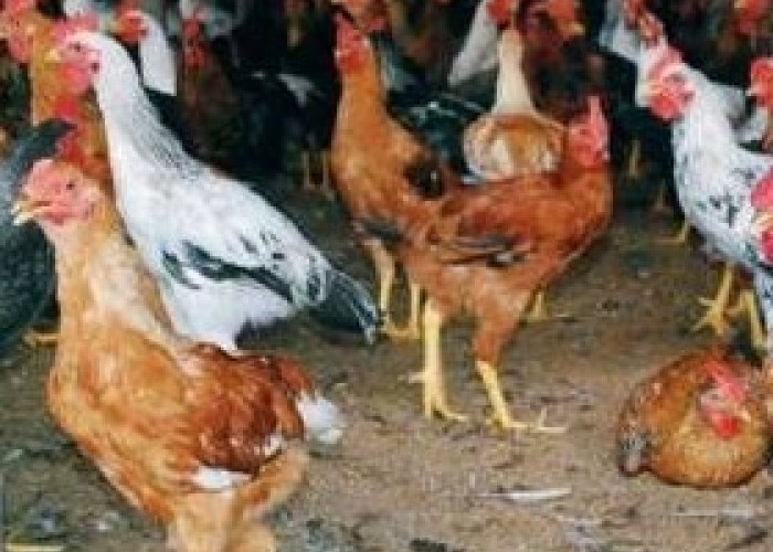 5 Jenis Ayam Pedaging yang Biasa Dikonsumsi, Ada yang Dari Indonesia juga 