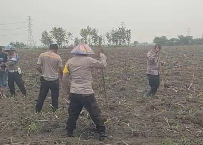 Kapolsek Karangsembung Berkolaborasi dengan Para Petani Tuk Menanam Jagung