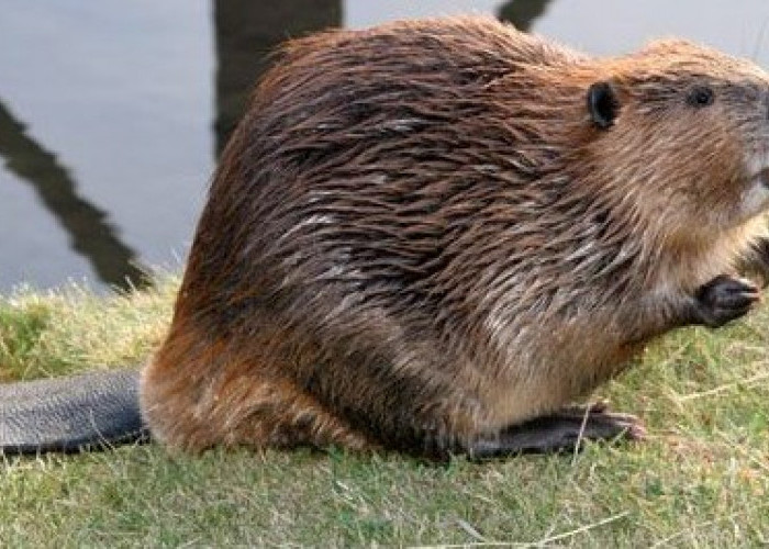 5 Fakta Unik Biwara Sang pembuat Bendungan Kreatif dan Sering Dikira Orang Berang – Berang 