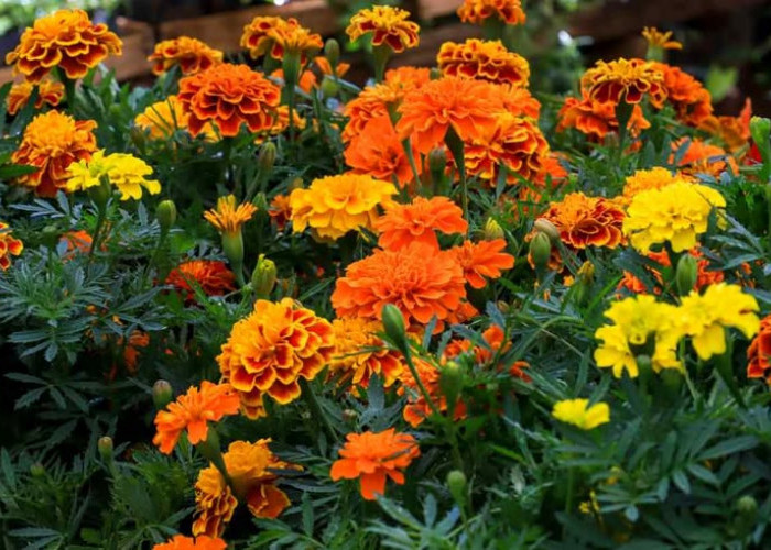 7 Bunga Mengusir Hama di Kebun yang Cantik dan Mudah Ditanam