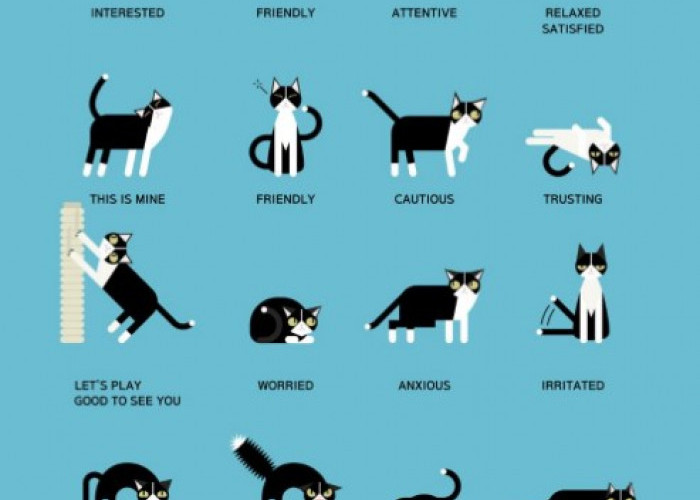 3 Cara Memahami Bahasa Kucing, Agar Kamu Tahu Apa yang Kucing Kamu Minta 
