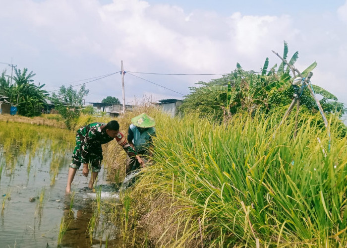 Tingkatkan Ketahanan Pangan, Babinsa Kelurahan Pekalipan Dampingi Petani di Kalijaga