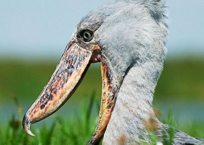  5 Jenis Burung Aneh di Dunia yang Harus Kamu Ketahui 