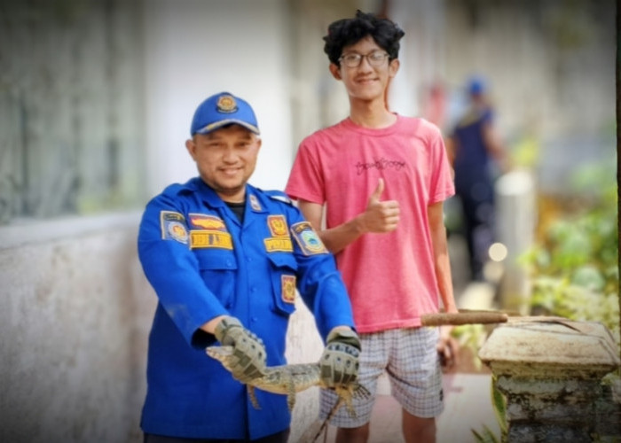 Biawak Besar Masuk Halaman Warga, Reptil Takluk di Tangan Damkar Kuningan 