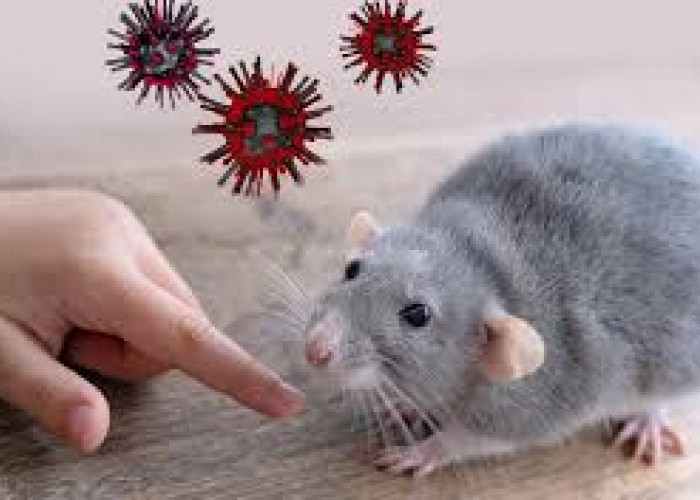 Berasal dari Tikus, Bagaimana Kasus Hantavirus Bisa Menular ke Manusia?