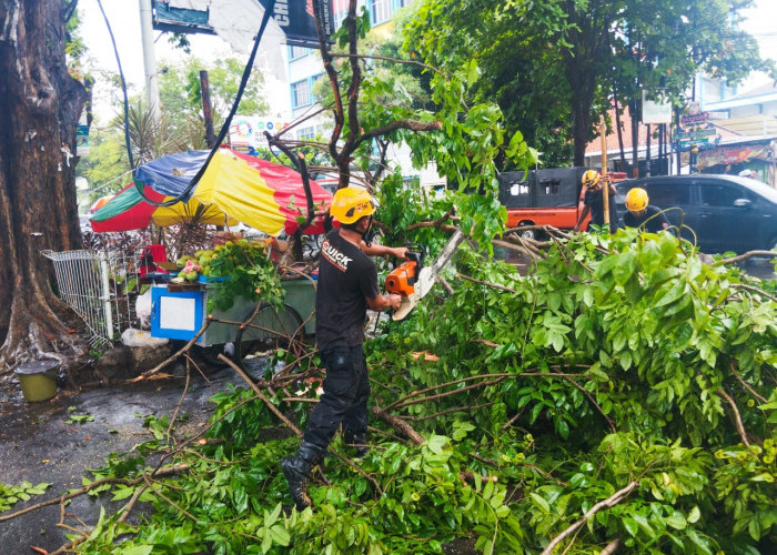 Pohon Tumbang di Jalan Dr Sudarsono Kota Cirebon, Satu Warga Luka Akibat Angin Kencang
