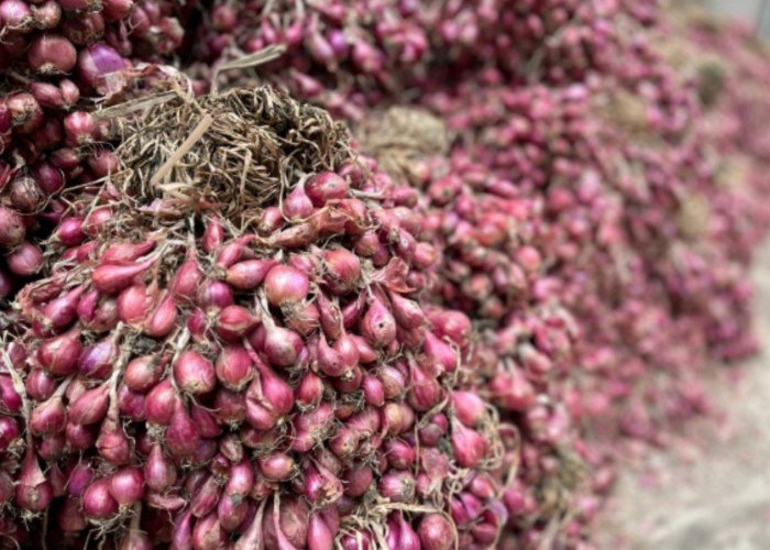 Digitalisasi Pertanian untuk Mengawal Pasokan Cabai dan Bawang Merah, Jalan Menuju Stabilitas Pangan