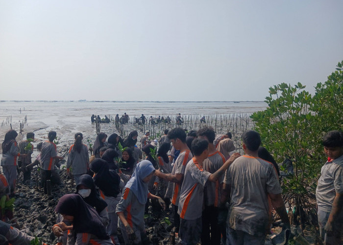 Tinggali Pesta Perpisahan yang Mewah, Ratusan Siswa SMAN 6 Cirebon Tanam 750 Mangrove
