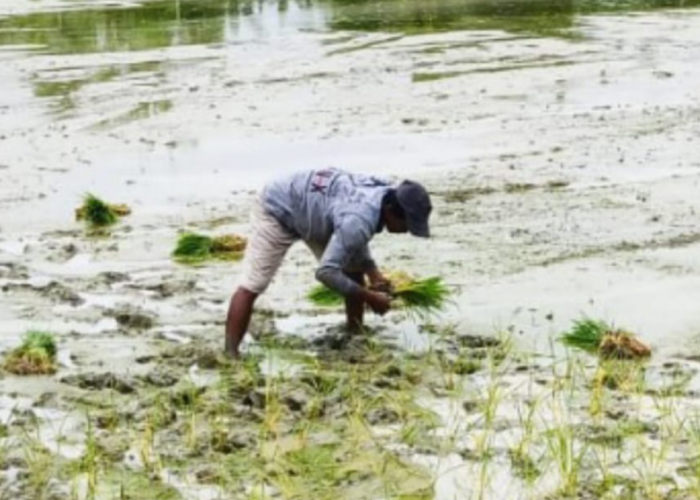 Hama dan Curah Hujan Tinggi Jadi Biang Kerok Gagal Tanam, Petani Kabupaten Indramayu Merana