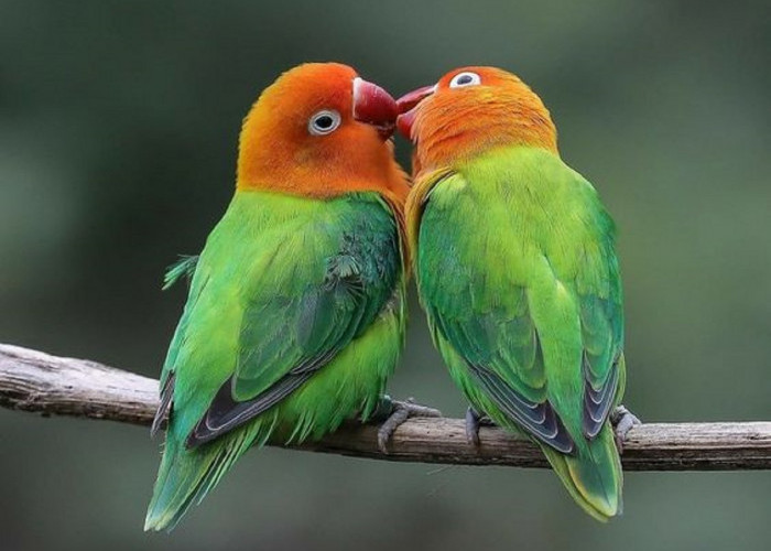 Cara Menjinakkan Lovebird yang Sudah Dewasa Untuk Pemula