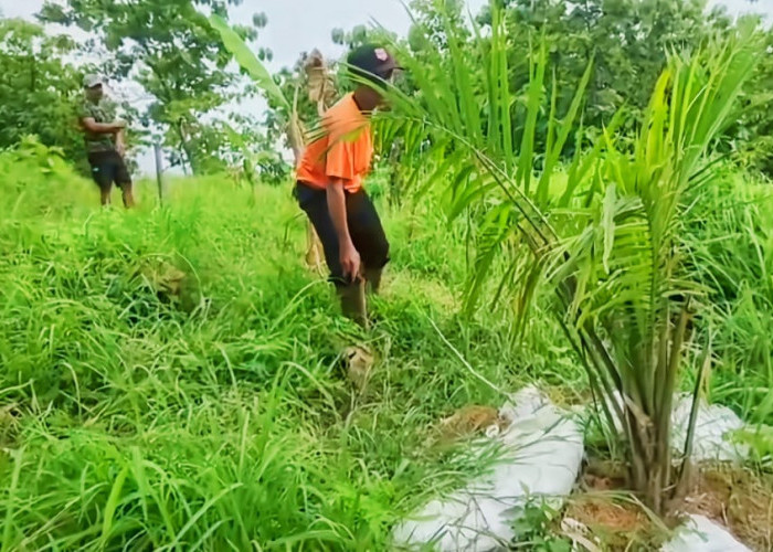 Geger Kebun Sawit di Perbukitan Cigobang, Warga Resah Terancam Krisis Air dan Longsor