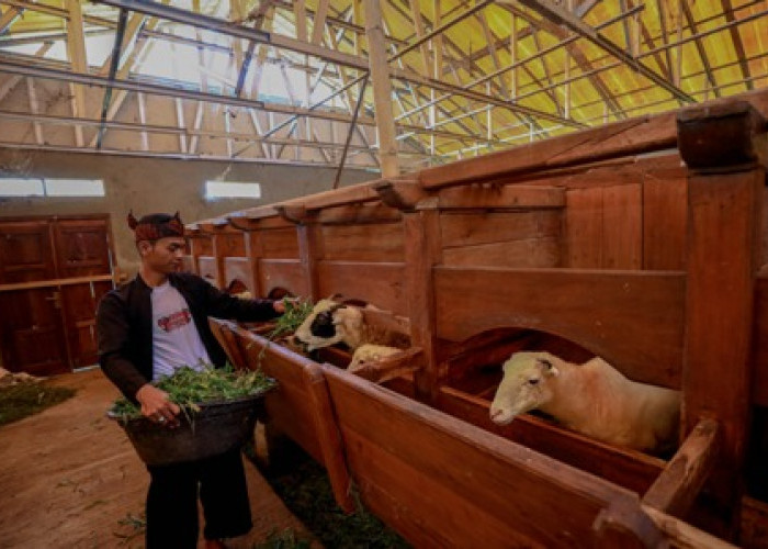 Idul Adha Jadi Momentum, BRI Peduli Tingkatkan Produktivitas Peternak Domba di Desa BRILiaN Sukalaksana Garut