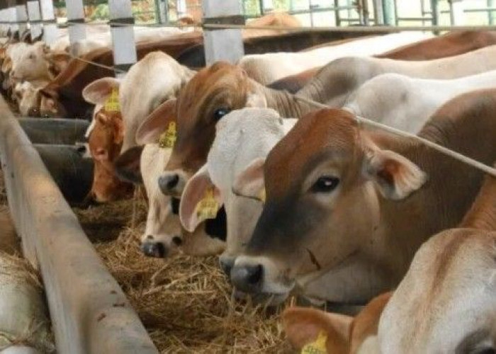 Kriteria Sapi Kurban Terbaik: Tips Memilih Hewan Kurban yang Sah Sesuai Syariat