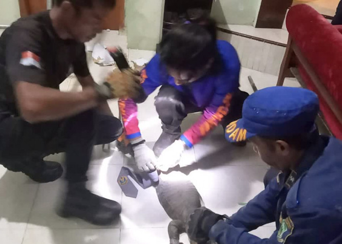 Damkar Evakuasi Satwa, Anak Kucing Terjebak, Tangkap Ular dan Biawak