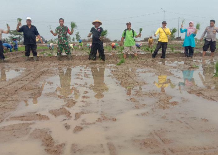 Antusias Kelompok Tani Mekar Padami Desa Karanganyar Saat Tanam Padi Lebih Awal