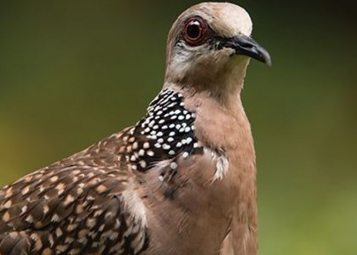 Belum Banyak yang Tahu, Cara Membedakan Tekukur Jantan dan Betina 