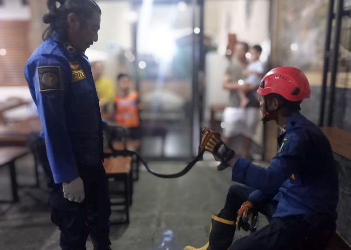 Ular Masuk Warkop, 10 Menit di Evakuasi Damkar