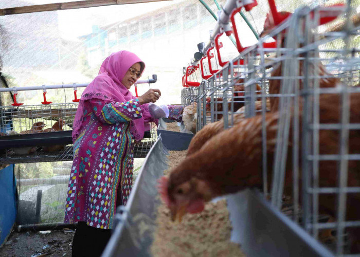 KWT Al-Muttaqin Dapat Bantuan Ayam Petelur hingga Benih Sayuran