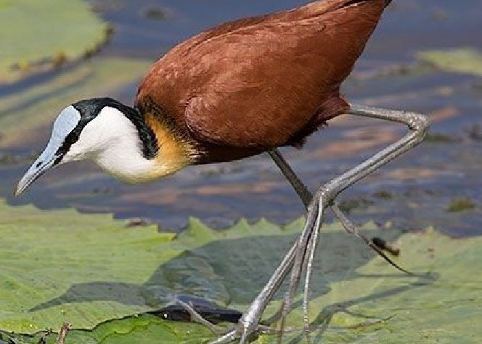 Burung Jakana Afrika Sang Ayah yang Bertanggung Jawab dengan Anaknya 