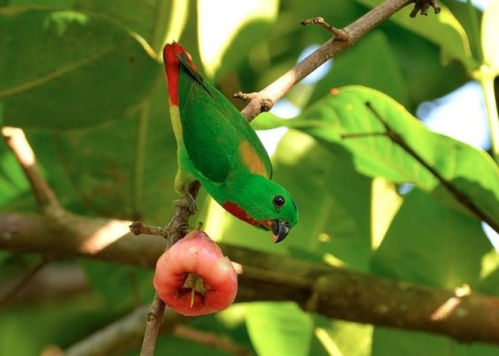 Ingin Punya Burung Serindit Gacor, 4 Makanan Burung Serindit yang Bikin Gacor 