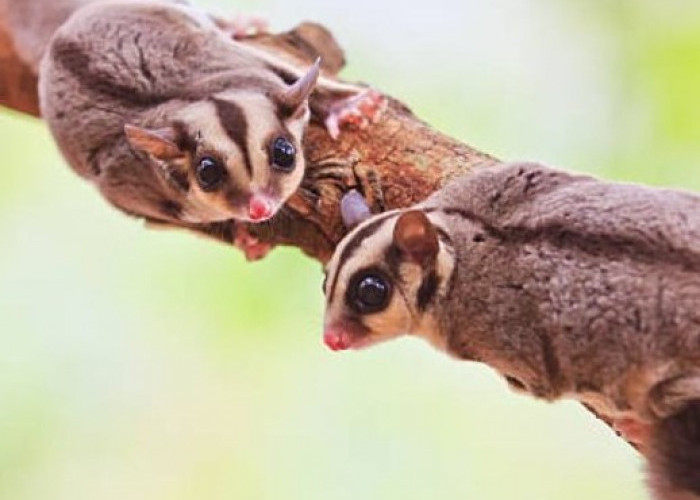 7 Jenis Sugar Glider yang Lucu dan Jinak, Cocok Sebagai Hewan Peliharaan 