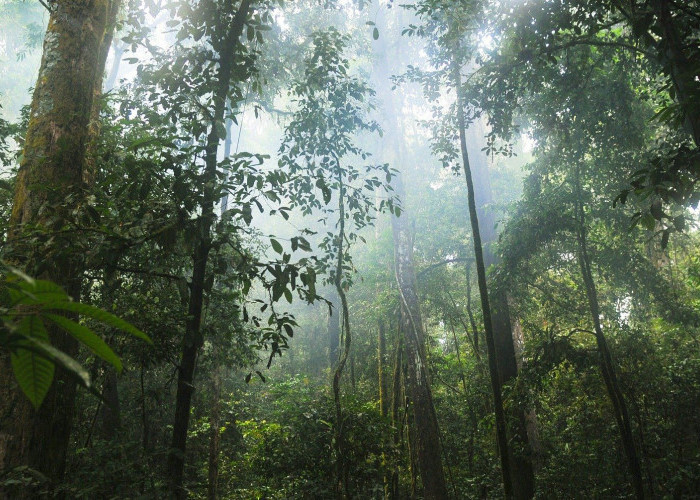 269.821 Ha Hutan di Jawa Barat akan Dikelola Khusus, Baru Terealisasi 38.821 Ha, Ridwan Kamil Bentuk Pokja