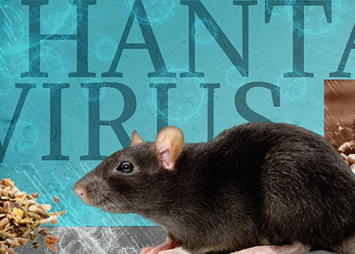 Mengenal Apa Itu Hantavirus: Infeksi Paru-Paru yang Dibawa oleh Tikus