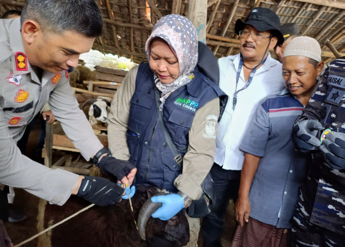 Kapolres Cirebon Kota Ikut Pantau Hewan Kurban, Kalung Sehat Jadi Tanda