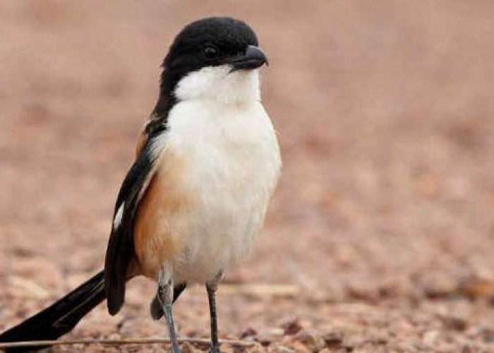Mau Burung Cendet Kamu Gacor, 5 Cara Agar Burung Cendet Cepat Gacor Untuk Pemula 